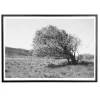 Applicata - Plakat - Windy tree - Sort/Hvid - 30x40 cm