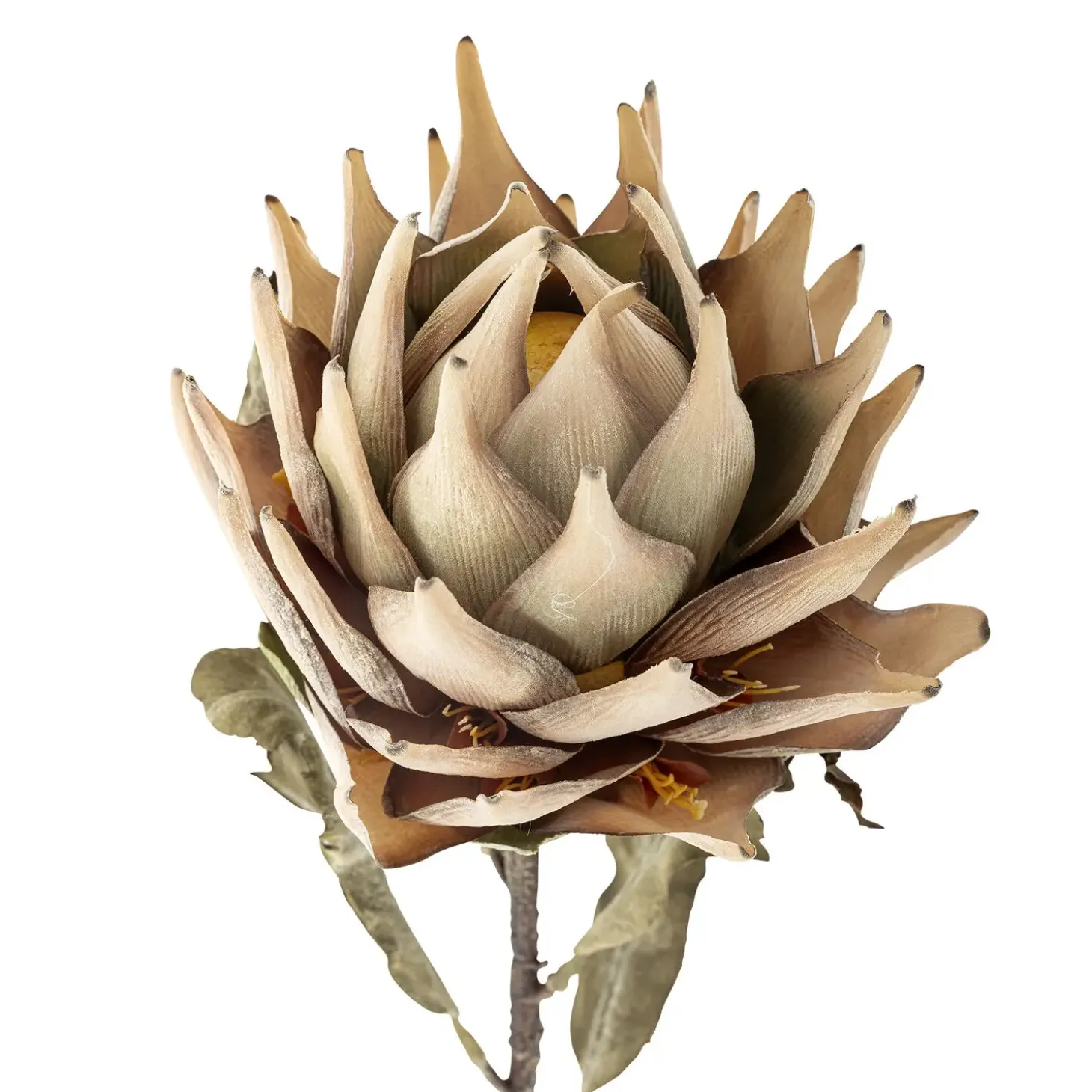 Bloomingville - Protea Kunstig stilk - Natur