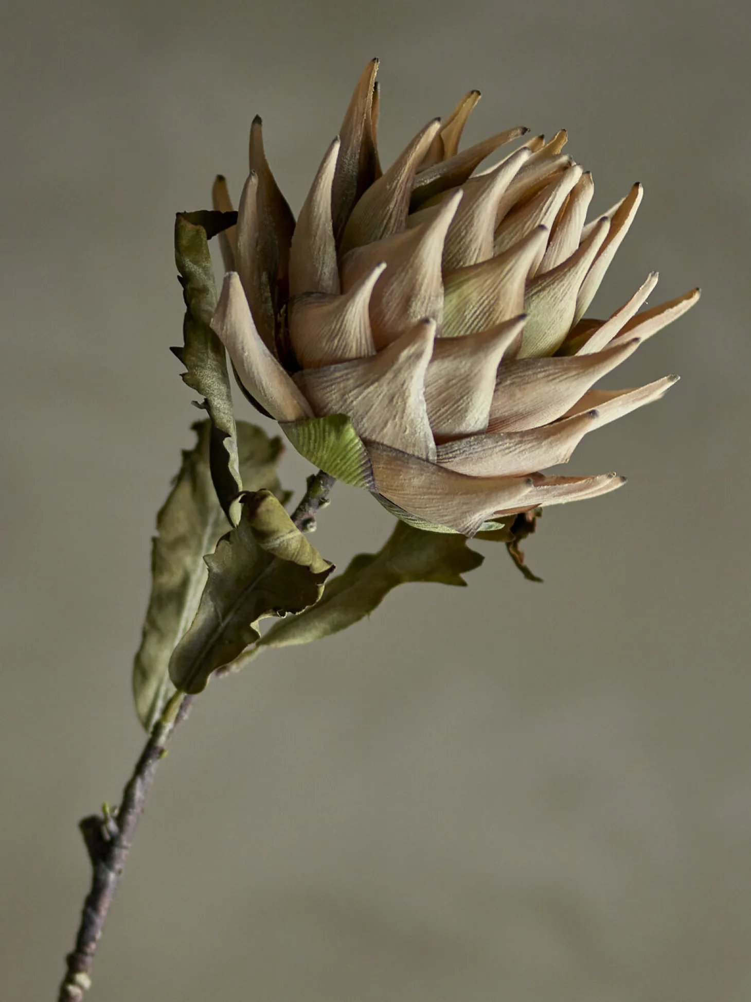 Bloomingville - Protea Kunstig stilk - Natur