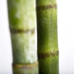 Lene Bjerre - Flora kentia palme H185 cm. grøn