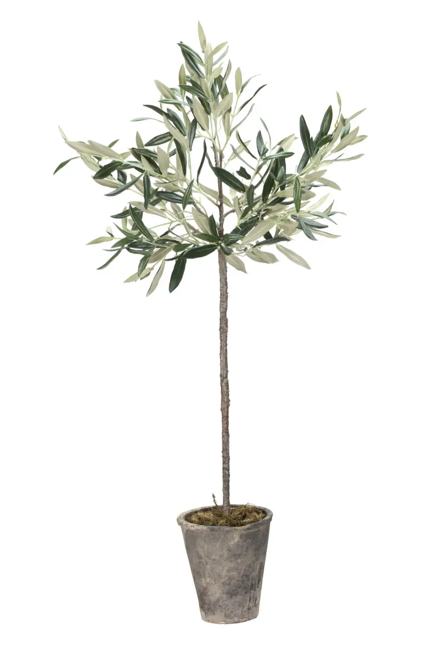 Lene Bjerre - Oliventræ Flora - 73 cm.