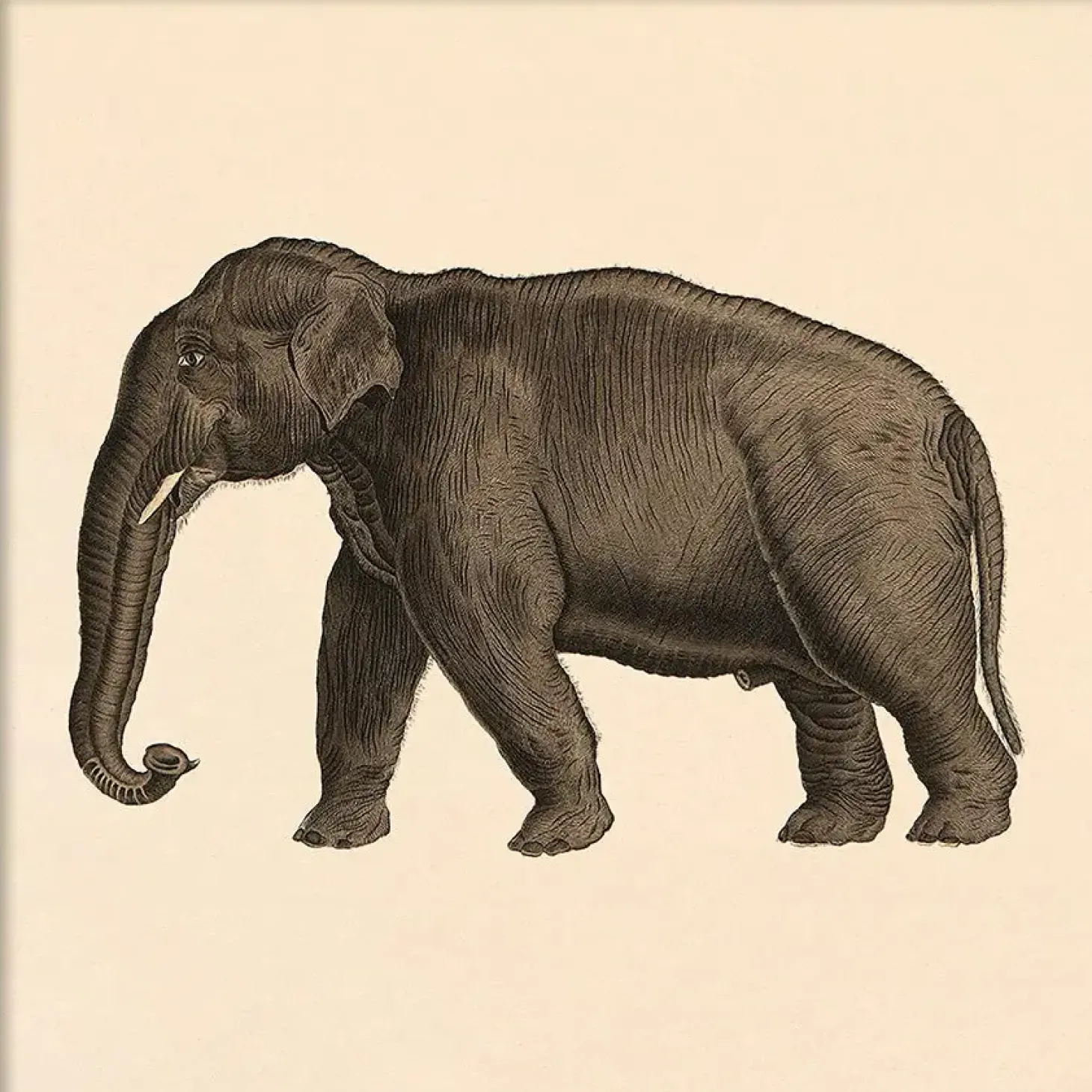 The Dybdahl - Plakat - Elephant, Mini Print - 15x15 cm