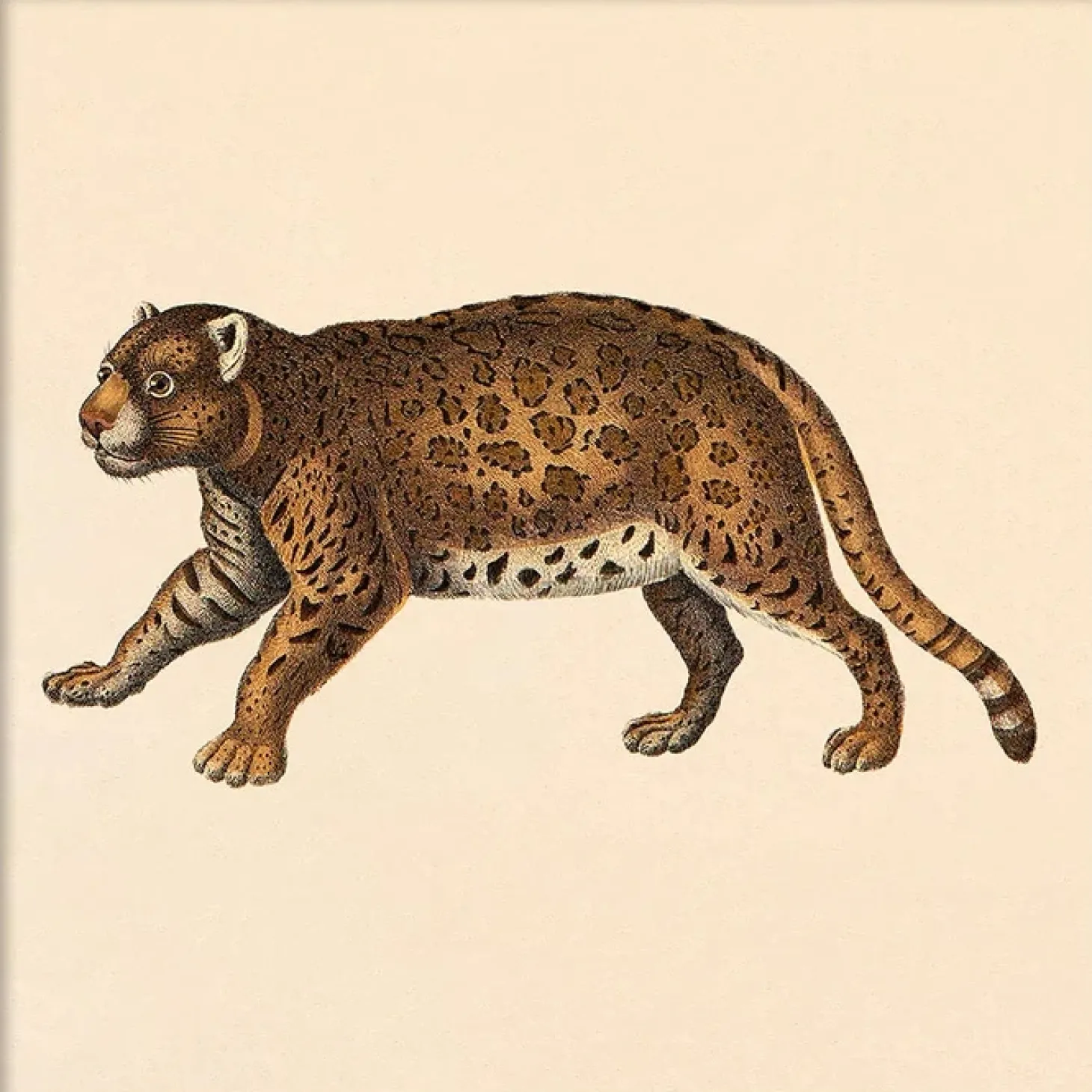 The Dybdahl - Plakat - Leopard, Mini Print - 15x15 cm