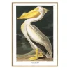 The Dybdahl - Plakat 30x40 cm. - American White Pelican - Papir