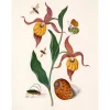 The Dybdahl - Plakat 30x40 cm - Orange Lillies, Insects and a Shell - Papir