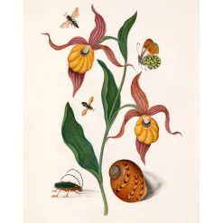 The Dybdahl - Plakat 30x40 cm - Orange Lillies, Insects and a Shell - Papir